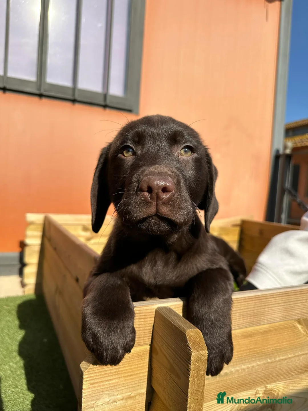Labrador Retriever perros en venta: LABRADORES XOCOLATE en Barcelona - Anuncio 4