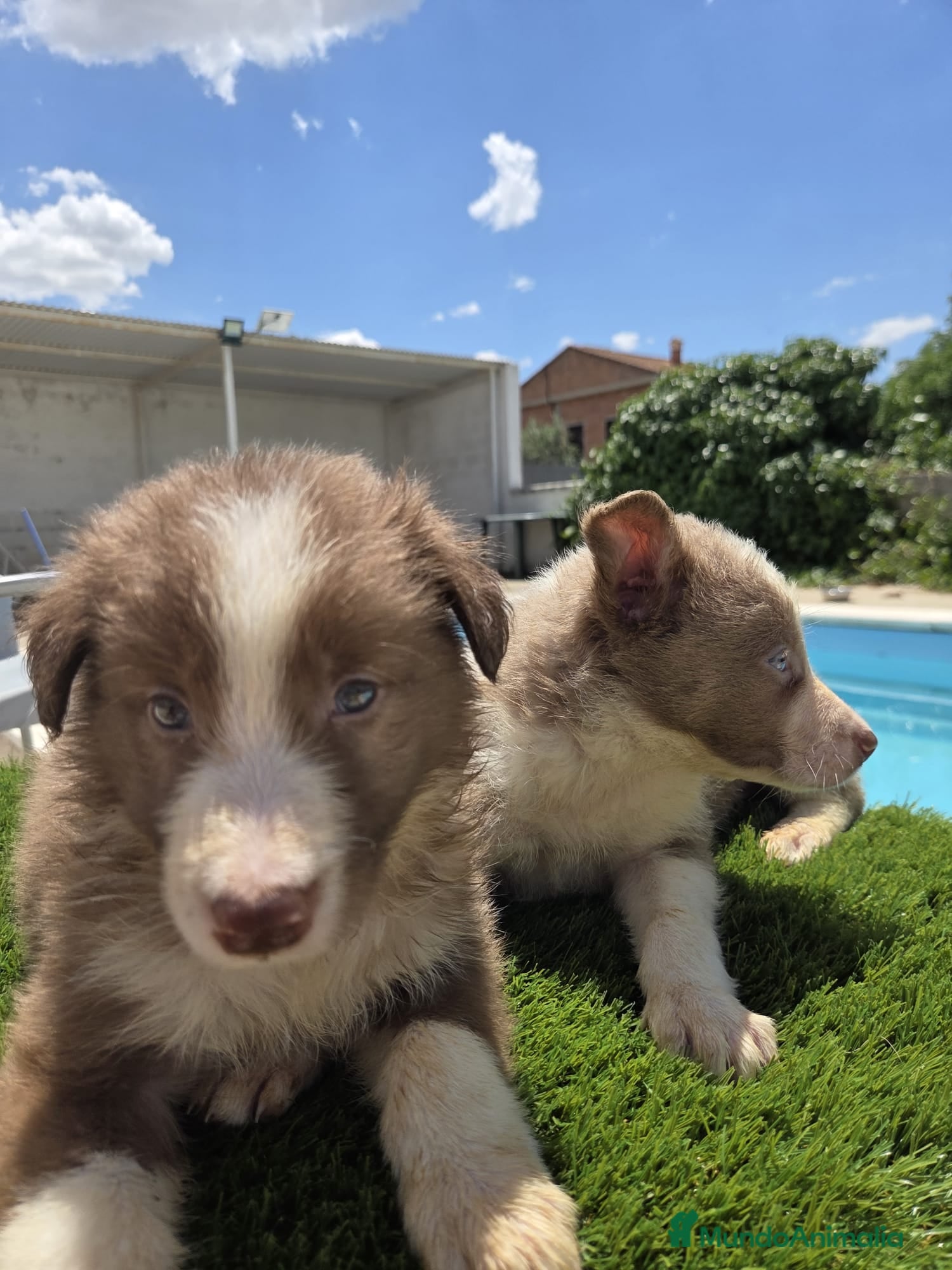 Border Collie perros en venta: Disponibles Border collies Chocolates y lilac - Anuncio 6
