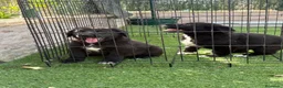 Pastor de Asia Central perros en venta: Cachorras de Alabai  - Anuncio 5