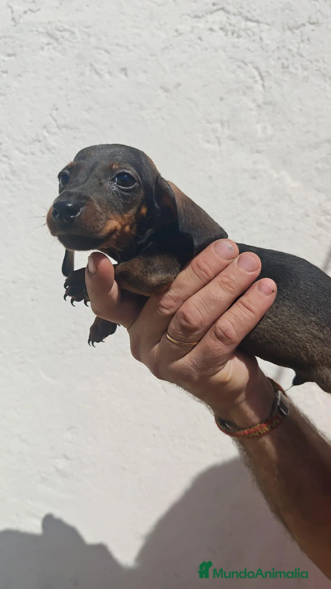 Teckel Miniatura perros en venta: Bebés teckel miniatura - Anuncio 2