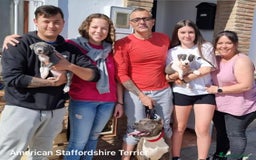 American Staffordshire-Terrier perros en venta: American Stanford, mis pequeños - Imagen 1