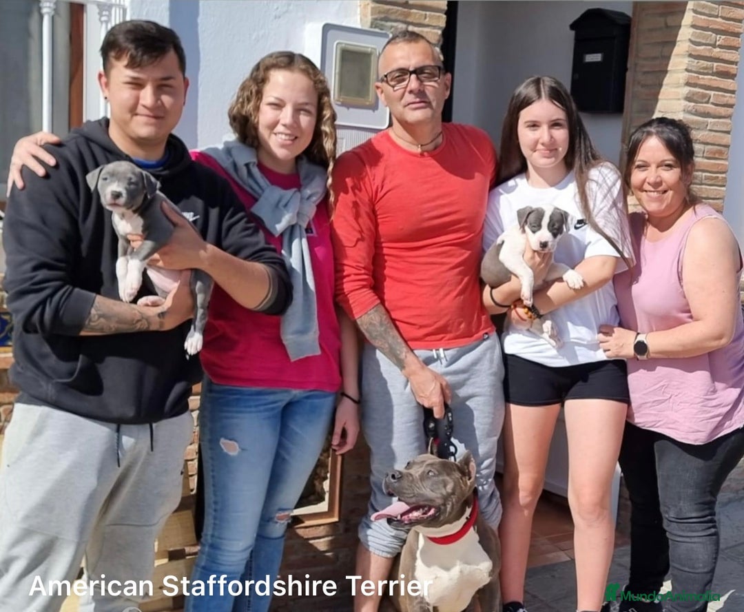 American Staffordshire-Terrier perros en venta: American Stanford, mis pequeños - Imagen 1