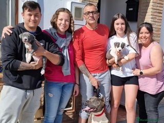American Staffordshire-Terrier perros - Anuncio 1