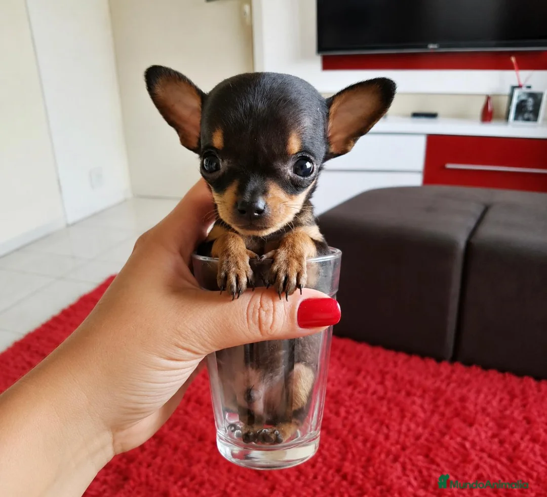 Ratón de Praga perros en venta: Raton de Praga - Anuncio 1
