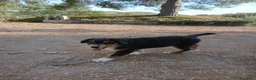 Pastor Australiano perros en venta: PASTOR AUSTRALIANO  - Anuncio 15