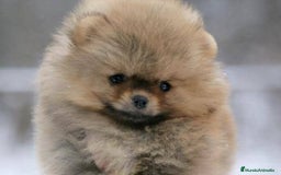 Pomerania perros en venta: Pomeranias Toy color sable muy pequeños  - Imagen 2