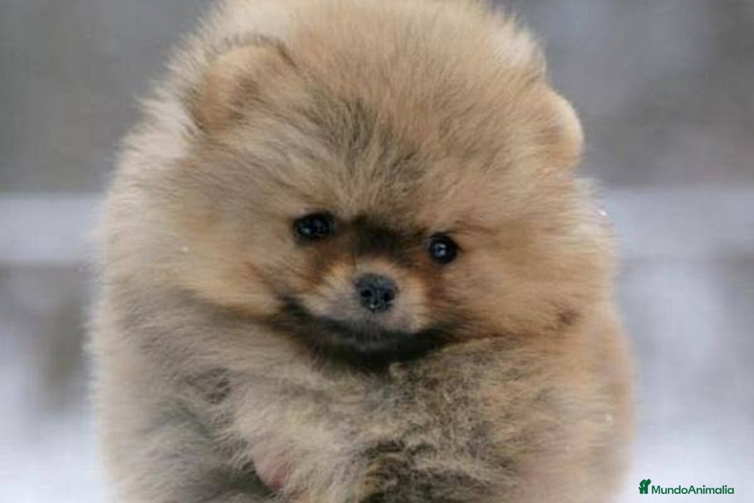 Pomerania perros en venta: Pomeranias Toy color sable muy pequeños  - Imagen 2