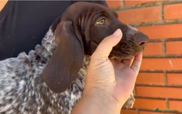 Braco Alemán de Pelo Corto perros en venta: Braco Alemán  - Imagen 3