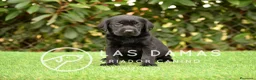 Labrador Retriever perros en venta: Labrador retriever color negro. - Anuncio 4