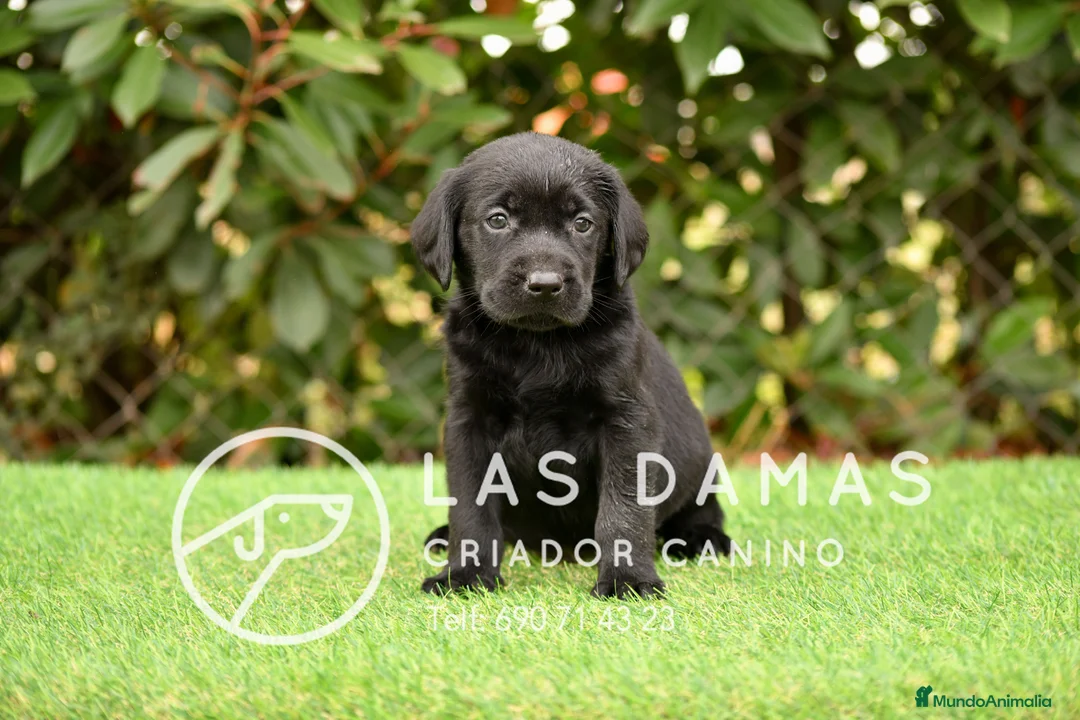 Labrador Retriever perros en venta: Labrador retriever color negro. - Anuncio 4
