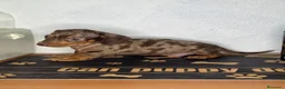 Teckel Miniatura perros en venta: Teckel arlequin chocolate  - Anuncio 2