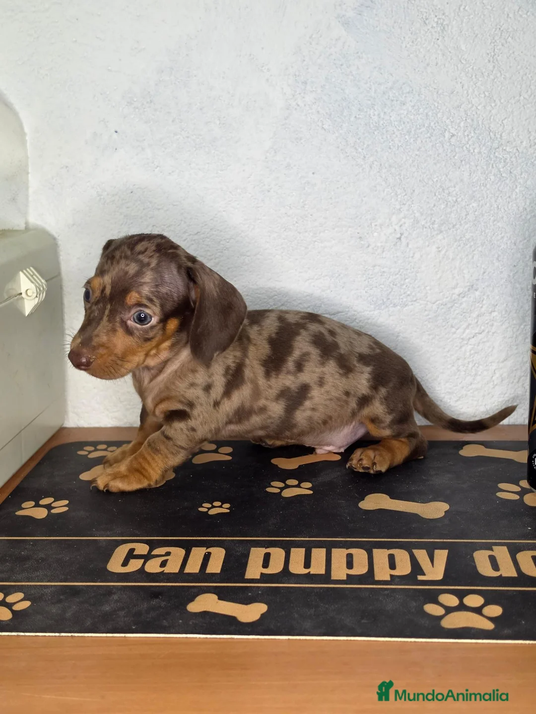 Teckel Miniatura perros en venta: Teckel arlequin chocolate  - Anuncio 2