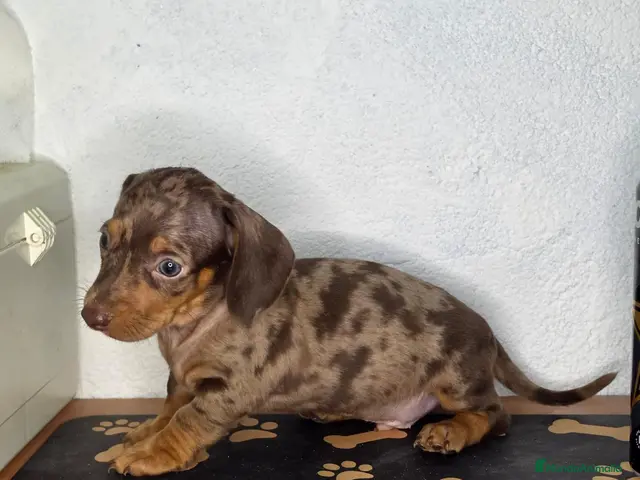 Teckel Miniatura perros en venta: Teckel arlequin chocolate - Anuncio 2