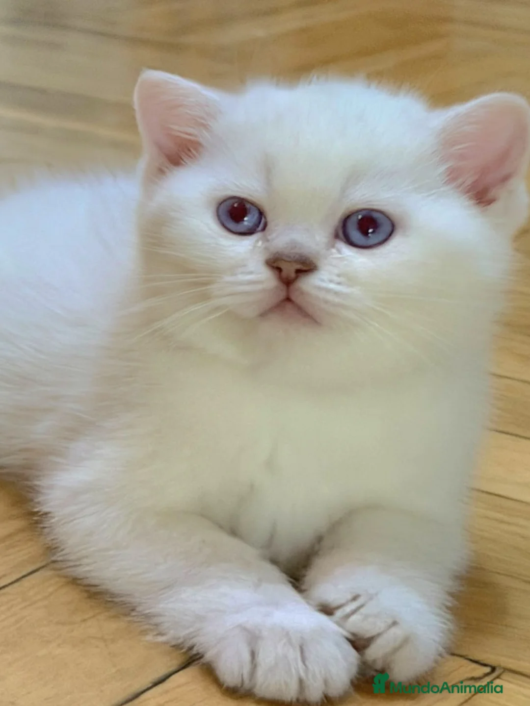 Británico de Pelo Corto gatos en venta: Gatos British Shortair - Anuncio 2