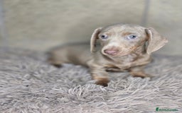 Teckel Miniatura perros en venta: Teckel isabella unico - Imagen 1