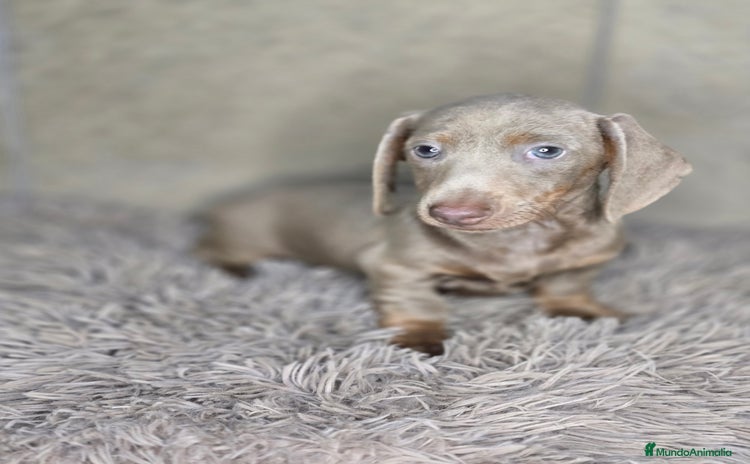 Teckel Miniatura perros - Anuncio 3