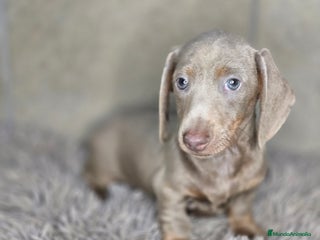 Teckel Miniatura perros - Anuncio 3