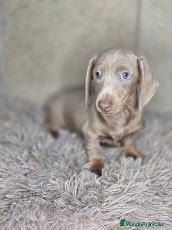 Teckel Miniatura perros - Anuncio 3