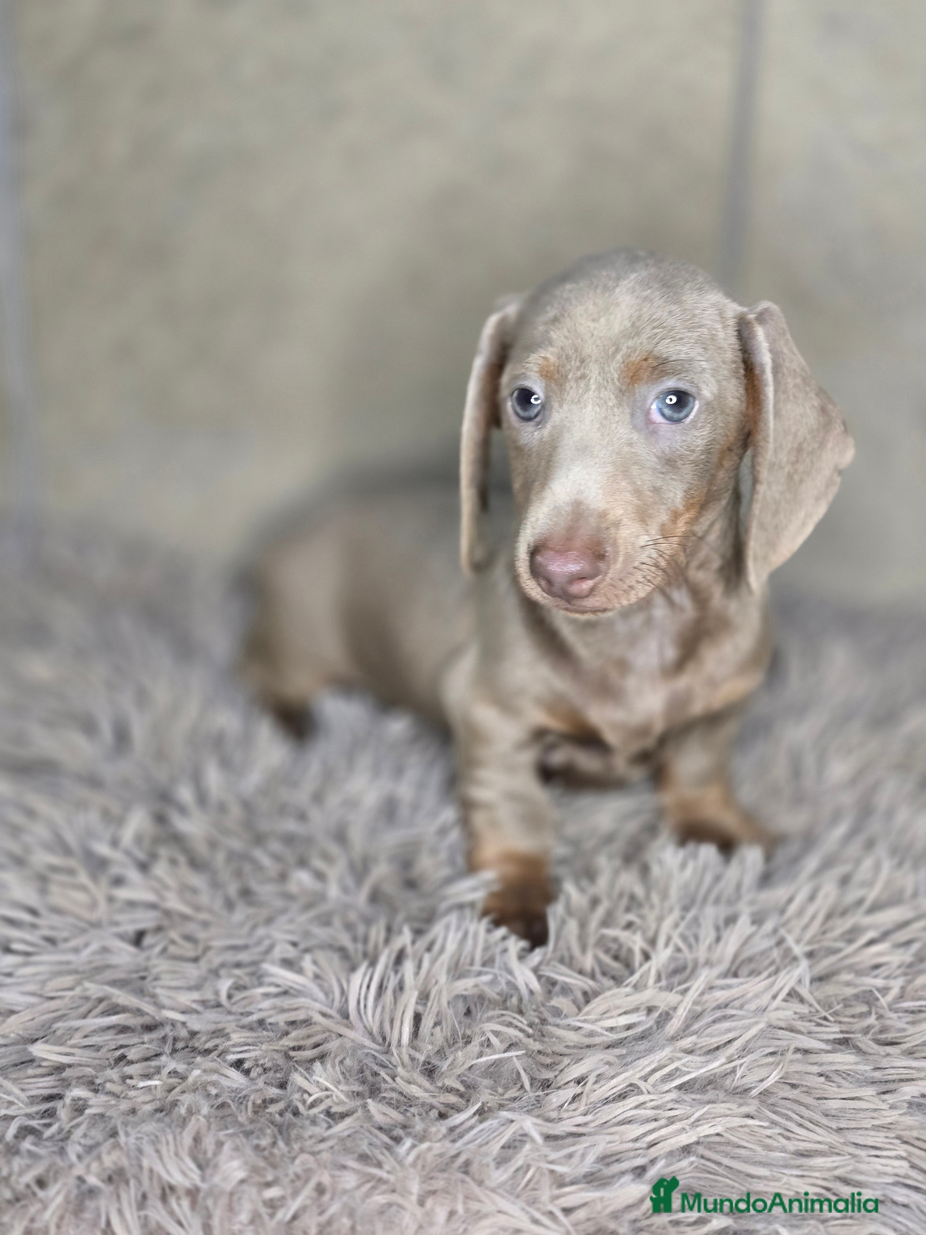 Teckel Miniatura perros en venta: Teckel isabella unico - Anuncio 1