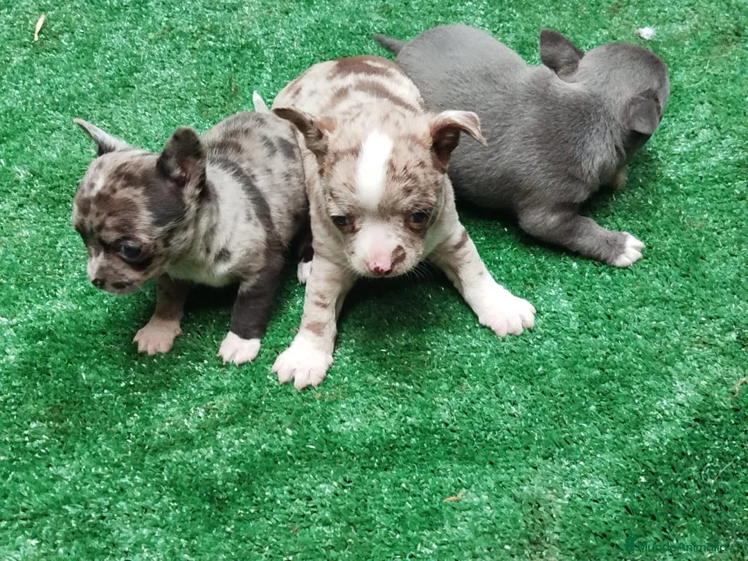 Chihuahua perros en venta: Espectaculares chihuahuas línea rusa en Sevilla - Anuncio 2