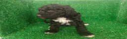 Perro de Agua Español perros en venta: Perros de agua - Anuncio 10