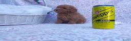Caniche Toy perros en venta: PRECIOSOS CANICHE  ROJO LINEA TOY - Anuncio 11