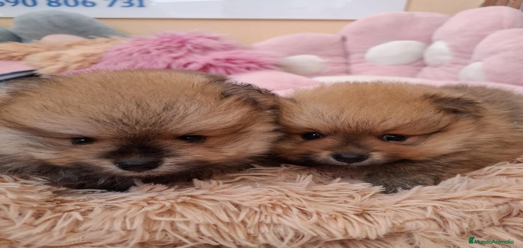 Imagen de galería {{count}}