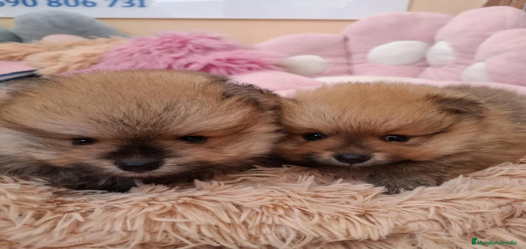 Imagen de galería {{count}}