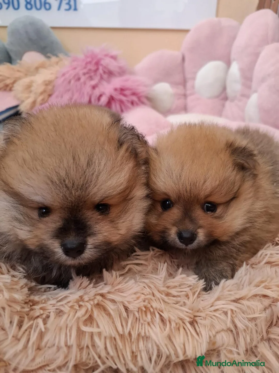 Imagen de galería {{count}}