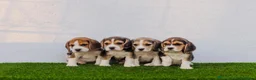 Beagle perros en venta: Cachorrita Beagle Tricolor disponible - Anuncio 1