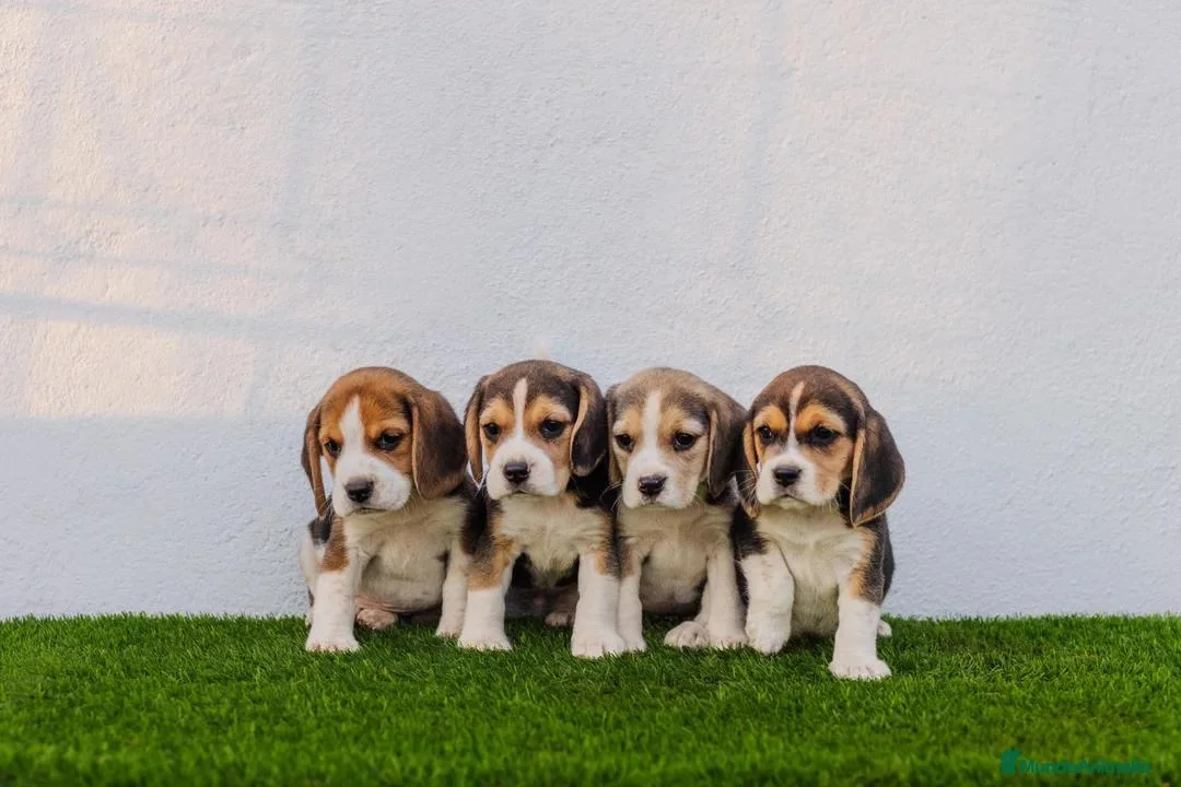 Beagle perros en venta: Cachorrita Beagle Tricolor disponible - Anuncio 1