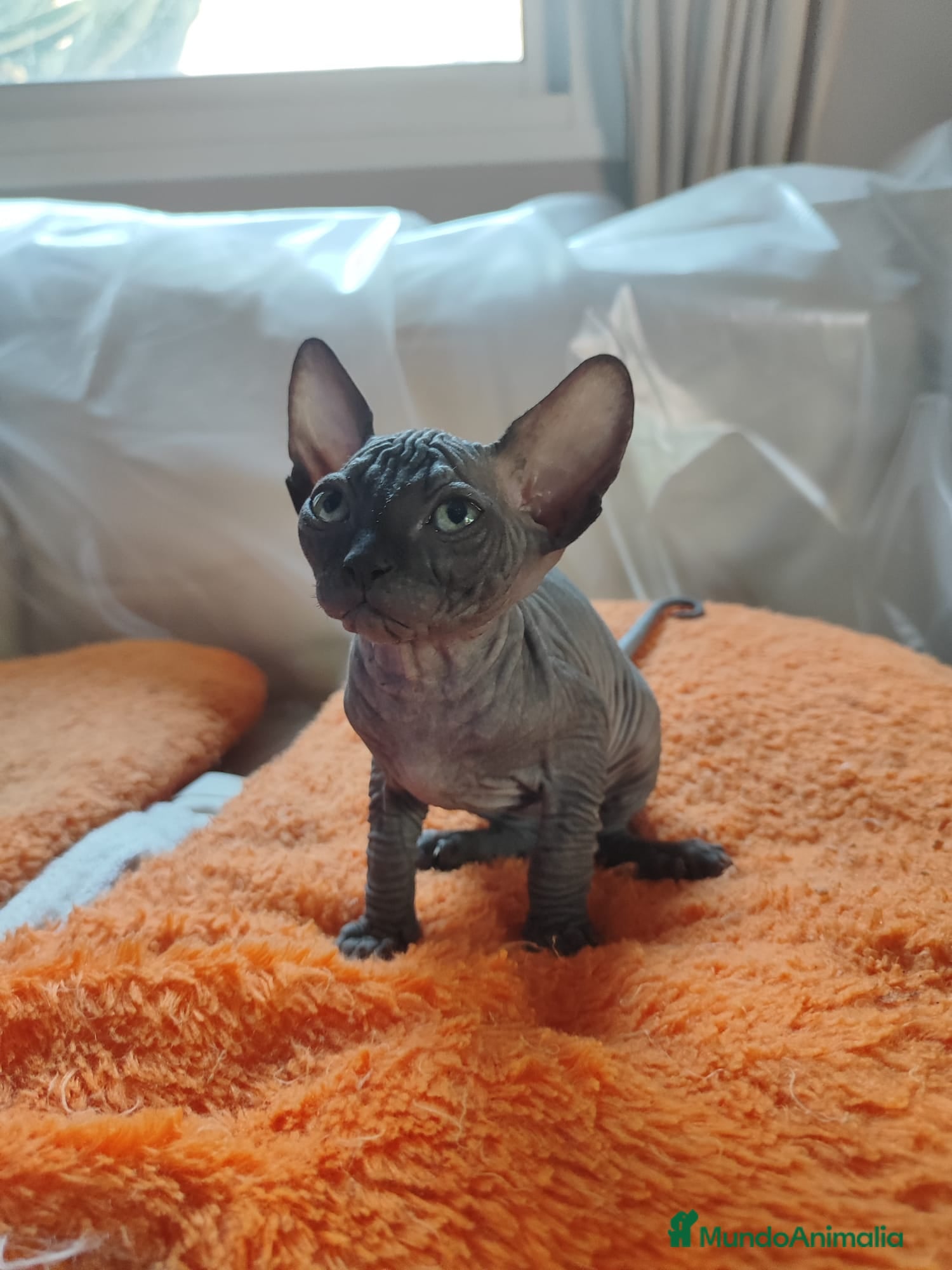 Sphynx gatos SPHYNX HEMBRAS TACTO GOMA - Anuncio 1
