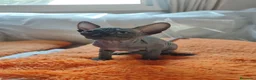 Sphynx gatos en venta: SPHYNX HEMBRAS TACTO GOMA - Anuncio 1