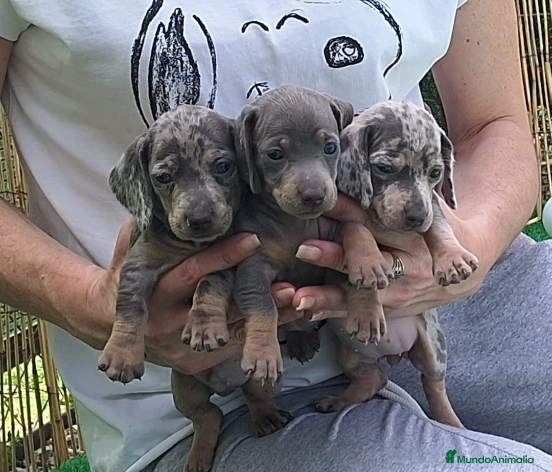 Teckel Miniatura perros en venta: Teckel miniatura - Anuncio 1