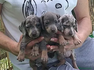 Teckel Miniatura perros Teckel miniatura - Anuncio 2