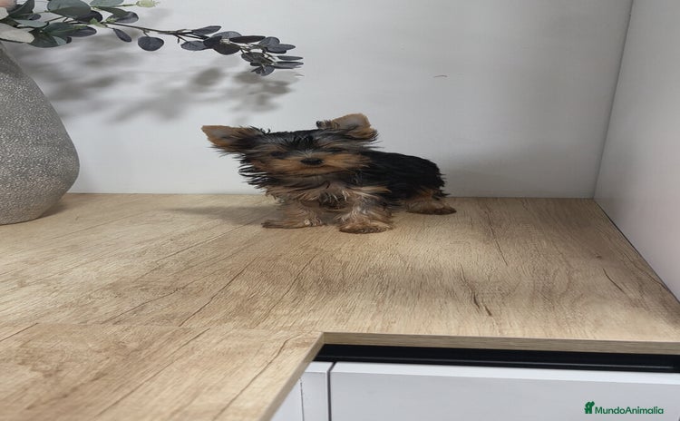 Yorkshire Terrier perros - Anuncio 4