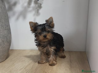 Yorkshire Terrier perros - Anuncio 4