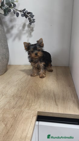 Yorkshire Terrier perros - Anuncio 2