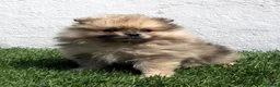 Pomerania perros en venta: Pomerania - Anuncio 4