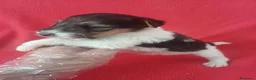 Fox Terrier de Pelo Duro perros en venta: Foxterrier Pelo Duro  - Anuncio 5