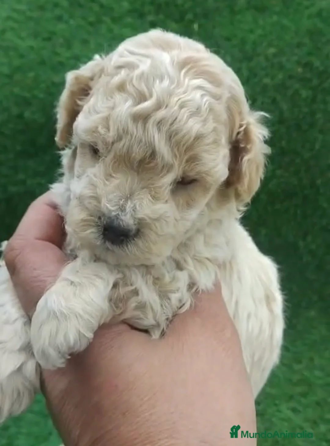 Caniche Toy perros en venta: Caniches machos mini toys - Anuncio 1