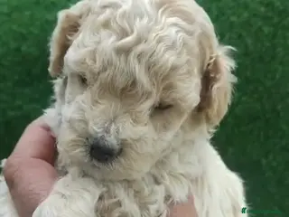 Caniche Toy perros Caniches machos mini toys - Anuncio 1