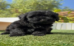 Perro de Agua Español perros en venta: PERRO DE AGUA ESPAÑOL MACHO - Imagen 14