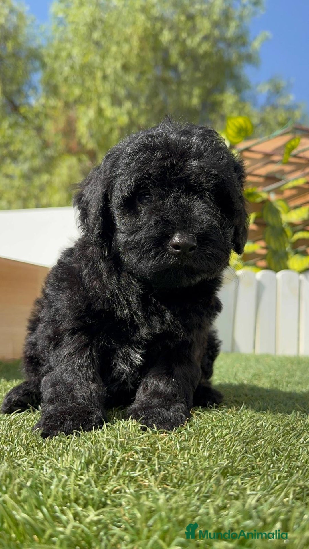 Perro de Agua Español perros en venta: PERRO DE AGUA ESPAÑOL MACHO - Imagen 14