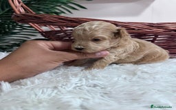 Maltipoo perros en venta: MALTIPOO HEMBRA - Imagen 15