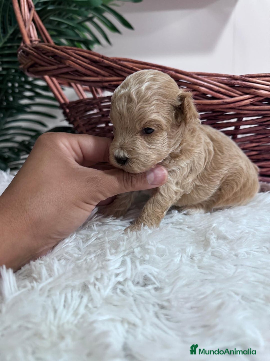 Maltipoo perros en venta: MALTIPOO HEMBRA - Imagen 15