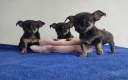 Chihuahua perros en venta: Chihuahua miniatura  - Imagen 1