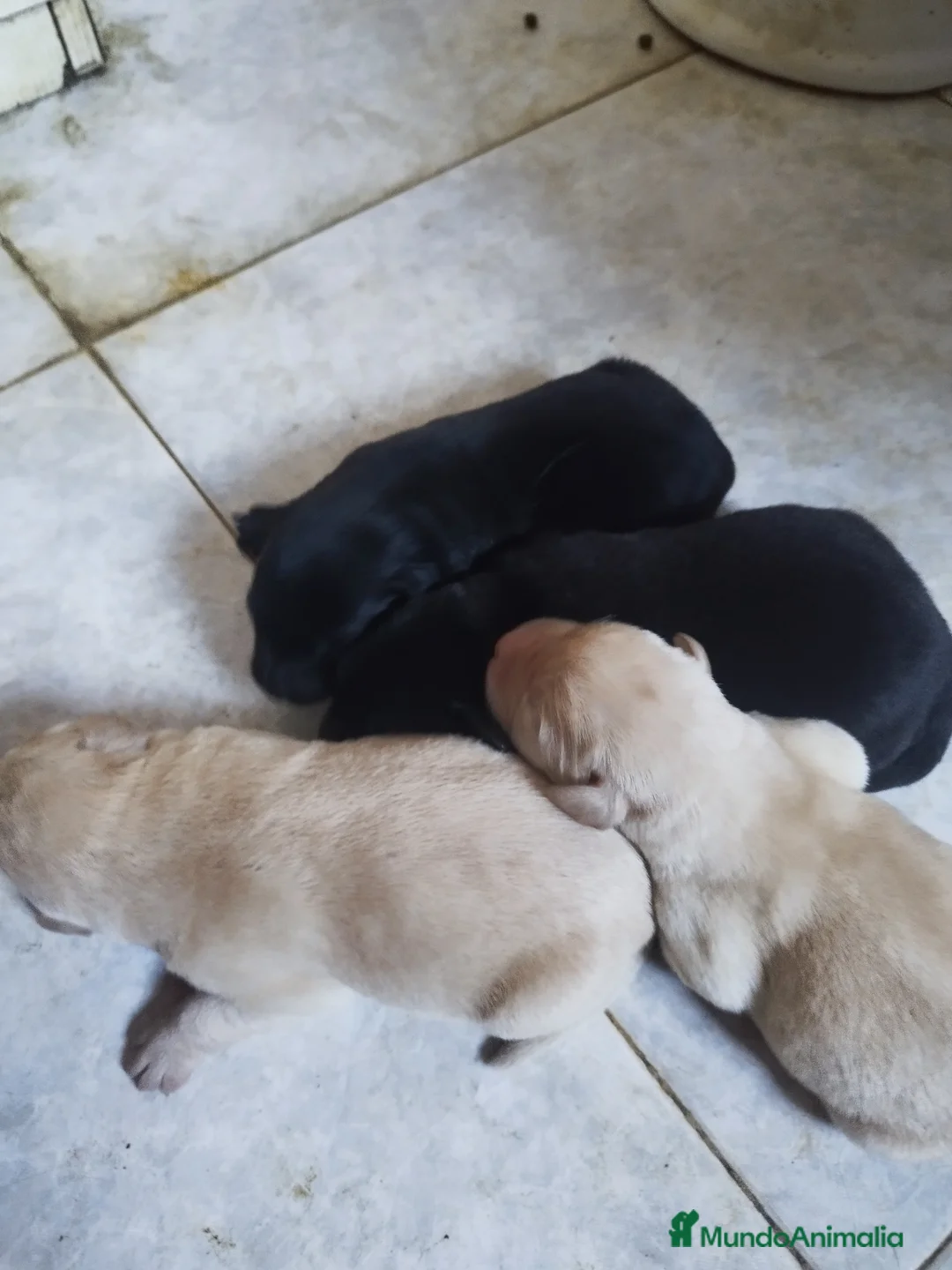 Labrador Retriever perros en venta: LABRADORES EXCLUSIVOS - Anuncio 3