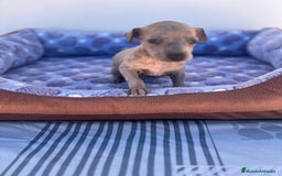 Whippet perros en venta: Whippet blue  - Imagen 31