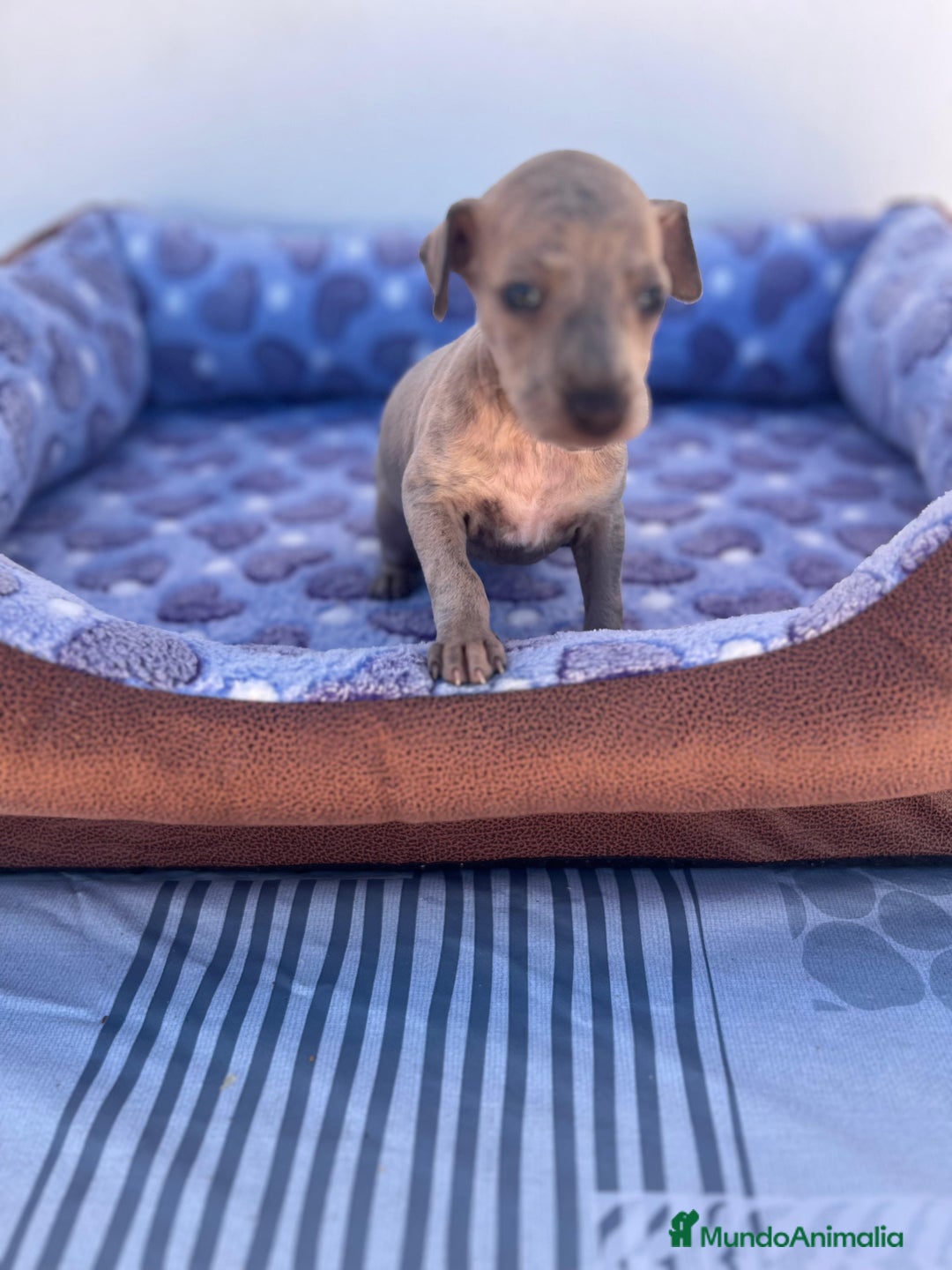 Whippet perros en venta: Whippet blue  - Imagen 31